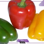 تفسير حلم رؤية الفلفل في المنام وأكله لابن سيرين