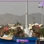 عجزنا عن مكافحتهم.. القرود تهاجم جميع المنازل والأهالي يطالبون بالمكافحة