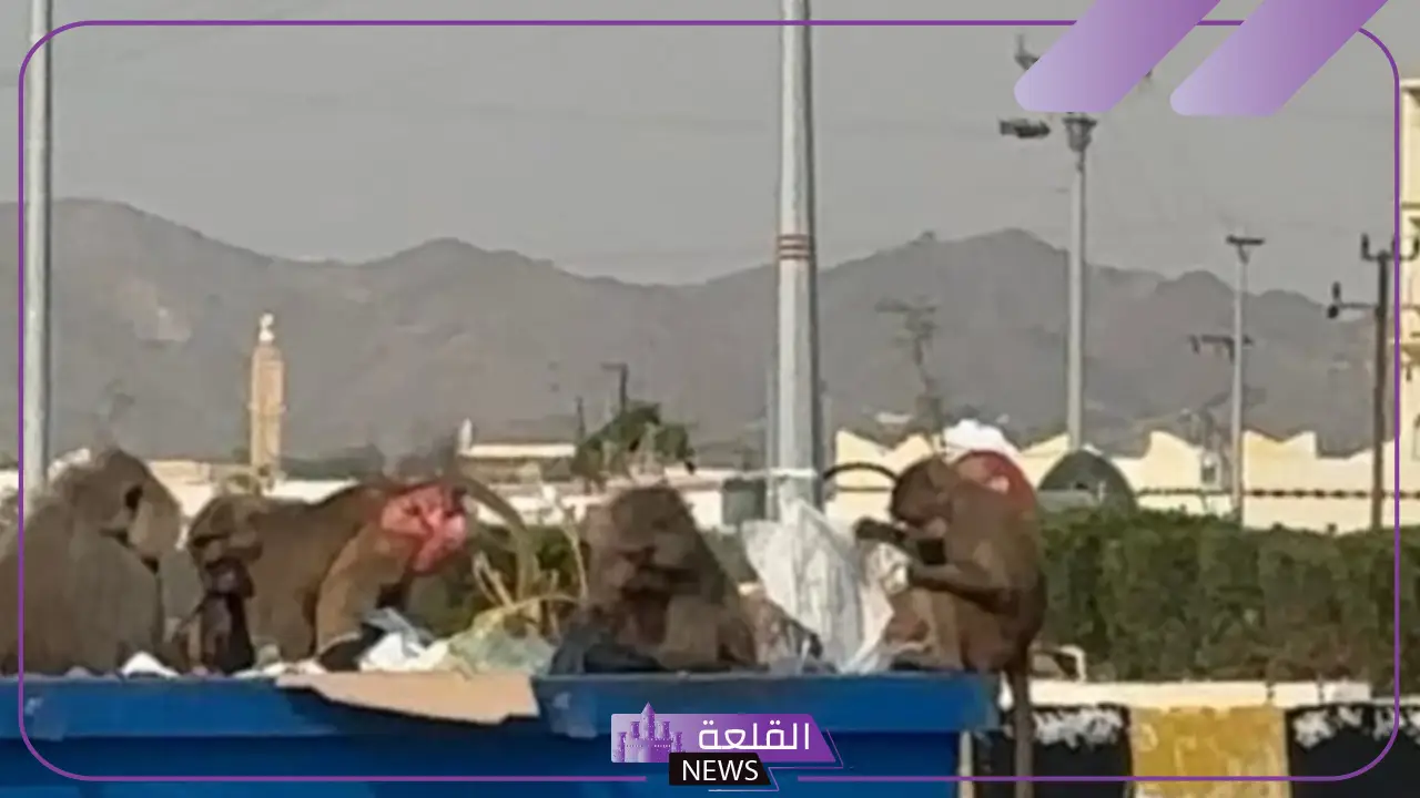 عجزنا عن مكافحتهم.. القرود تهاجم جميع المنازل والأهالي يطالبون بالمكافحة