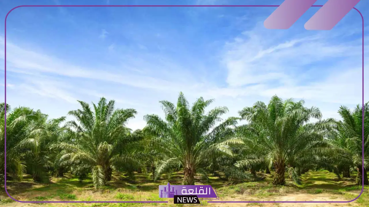 تفسير رؤية النخل في المنام وعلاقتها بقدوم الخير 6 النخل في منام المتزوجة
