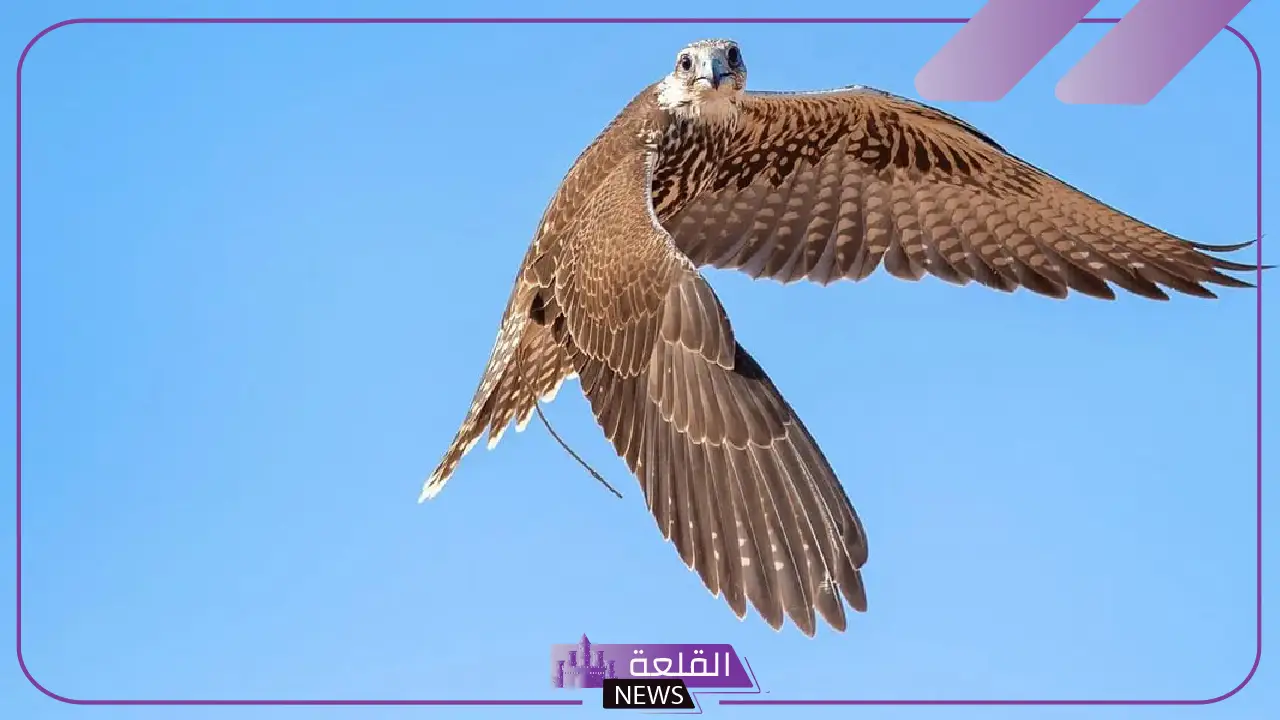 بعد 44 يوم.. اختتام فعاليات مزاد نادي الصقور بصفقات بلغت 6 ملايين ريال 5 تعرف على مزاد بيع الصقور