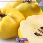 تجربتي مع السفرجل وأنا حامل وفوائده للجنين 