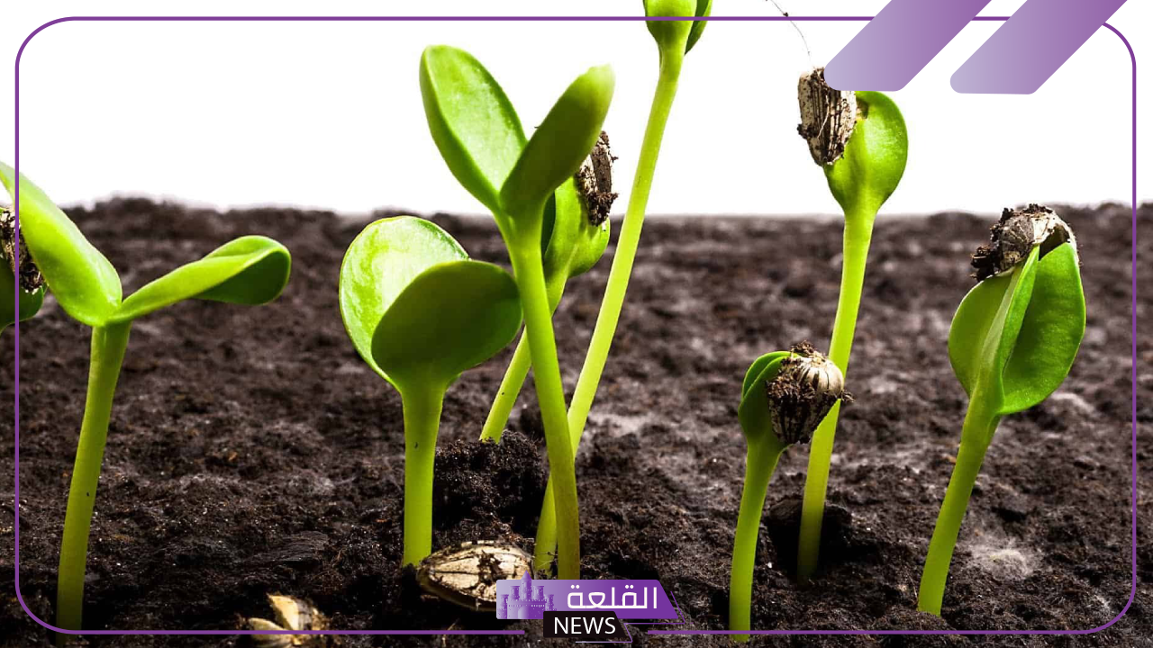 تجربتي مع القرض للتضييق وأهم فوائدها وطرق الاستخدام 6 تضييق المهبل بالقرض