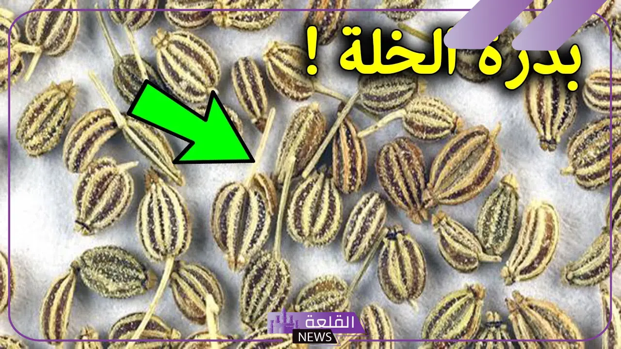 تجربتي مع بذرة الخلة البلدي لعلاج الحصوات 6 تجربتي مع بذرة الخلة ناجحة