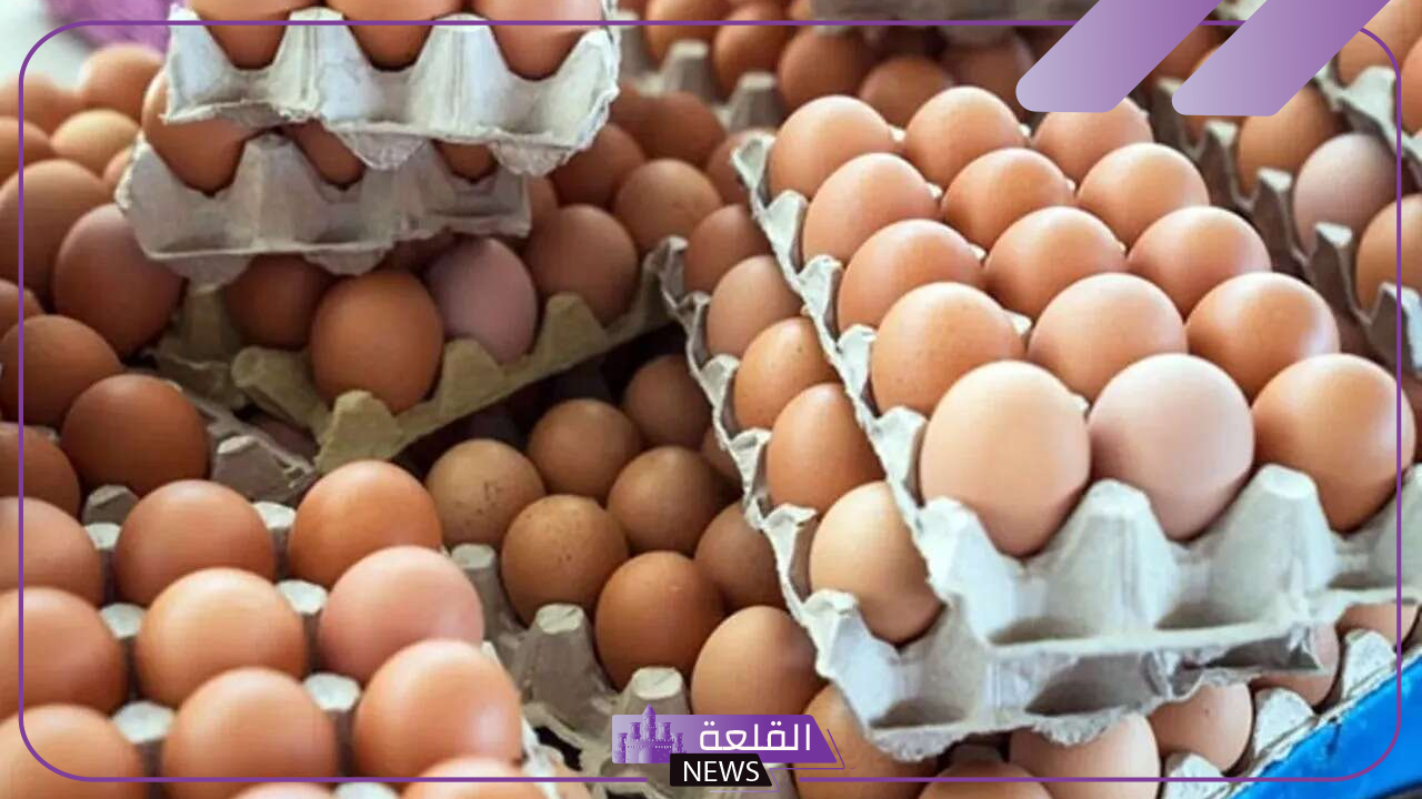 المنافس الأبرز للبلدي.. معلومات عن البيض التركي بعد قرار استيراده من الخارج 5 أماكن بيع البيض التركي في مصر