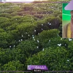 العبد القادر.. حملة التشجير ساهمت في الحد من العواصف الغبارة في المملكة