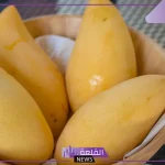 تفسير حلم رؤية حلم المانجو في المنام.. دلالة أكل المانجو