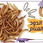 رؤية حلم الدود في الأكل في المنام لابن سيرين للرجل والعزباء