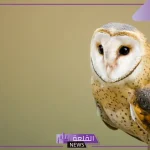 تفسير حلم رؤية البومة في المنام وعلاقتها بالمكر والحسد لابن سيرين