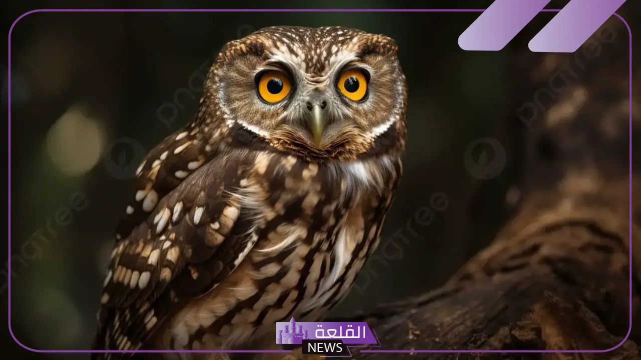 تفسير حلم رؤية البومة في المنام وعلاقتها بالمكر والحسد لابن سيرين 6 البومة في المنام للعزباء