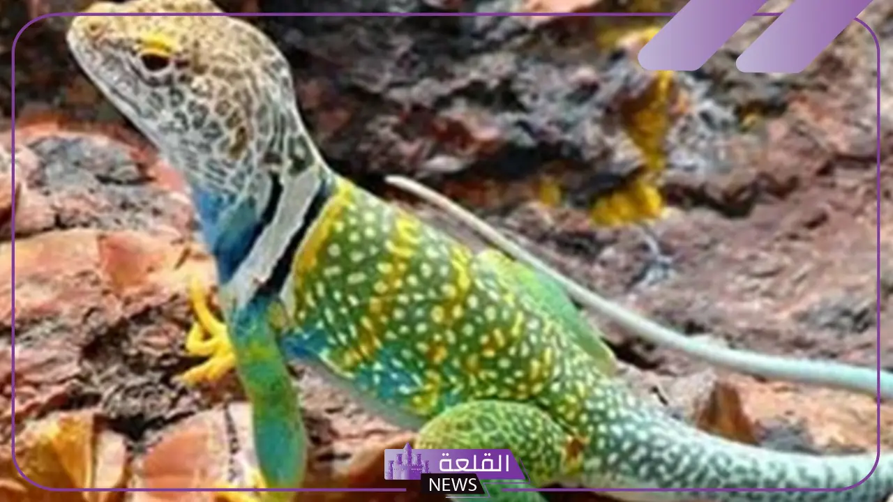 تفسير حلم رؤية السحلية في المنام لابن سيرين للعزباء والمتزوجة 6 السحلية في منام العزباء