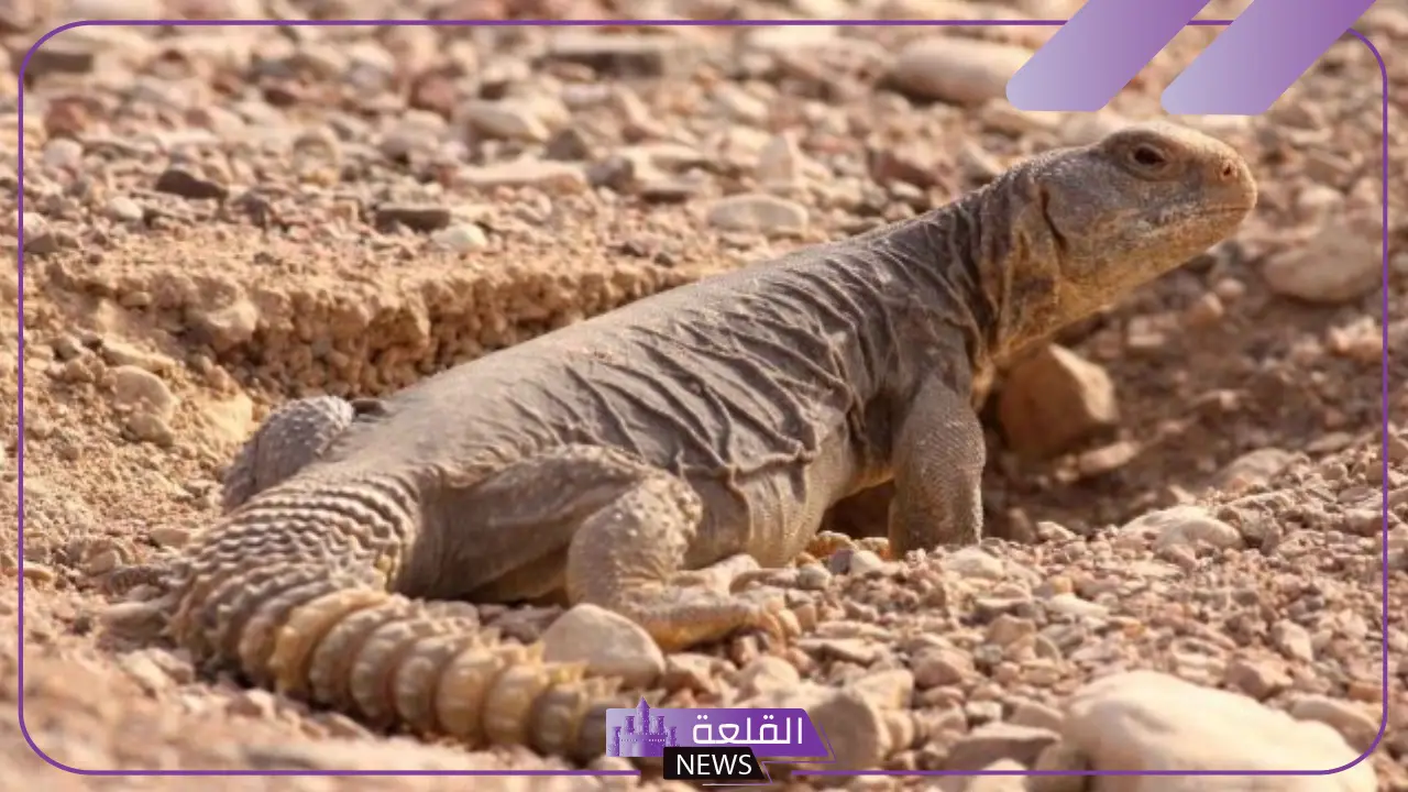 تفسير حلم رؤية الضب في المنام لابن سيرين وأكله 5 الضب في المنام لابن سيرين