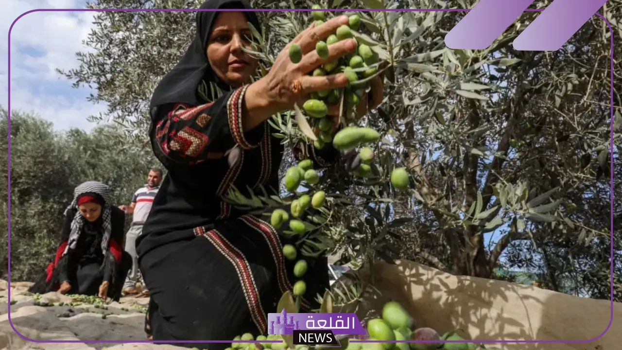 تفسير حلم رؤية قطف الزيتون في المنام لابن سيرين 5 دلالات الزيتون في الحلم