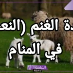 تفسير حلم رؤية ولادة النعجة فى المنام للعزباء والمتزوجة لابن سيرين