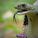 تفسير رؤية افعى النوامه في المنام لابن سيرين للعزباء والمتزوجة