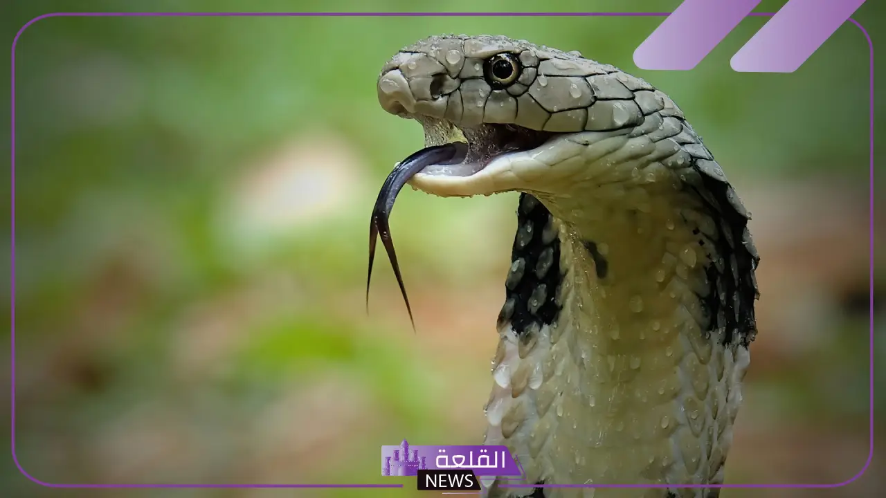 تفسير رؤية افعى النوامه في المنام لابن سيرين للعزباء والمتزوجة