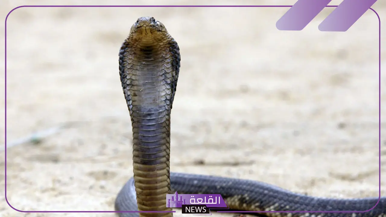 تفسير رؤية افعى النوامه في المنام لابن سيرين للعزباء والمتزوجة تفسير رؤية افعى النوامه في المنام لابن سيرين للعزباء والمتزوجة