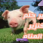 تفسير حلم رؤية الخنزير في المنام لابن سيرين. رمز الخنزير في المنام