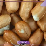 تفسير حلم رؤية الفول في المنام لابن سيرين للمتزوجة والعزباء