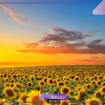 تفسير رؤية بزر عباد الشمس في الحلم لابن سيرين للمتزوجة