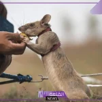 تفسير حلم رؤية حلم عضة الفأر في المنام لابن سيرين