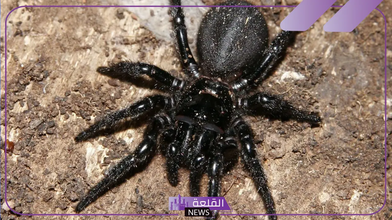 تفسير حلم رؤية عنكبوت اسود صغير في المنام لابن سيرين 6 دلالات العنكبوت للعزباء