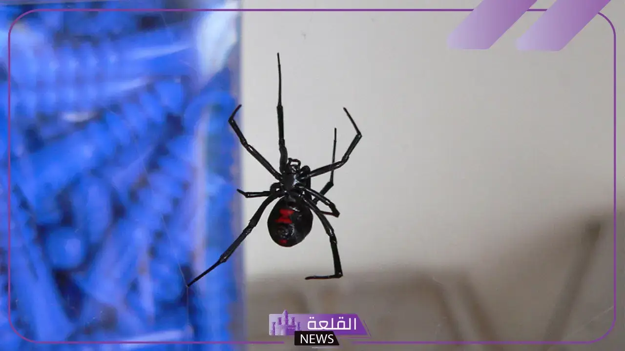 تفسير حلم رؤية عنكبوت اسود صغير في المنام لابن سيرين 5 العنكبوت في المنام