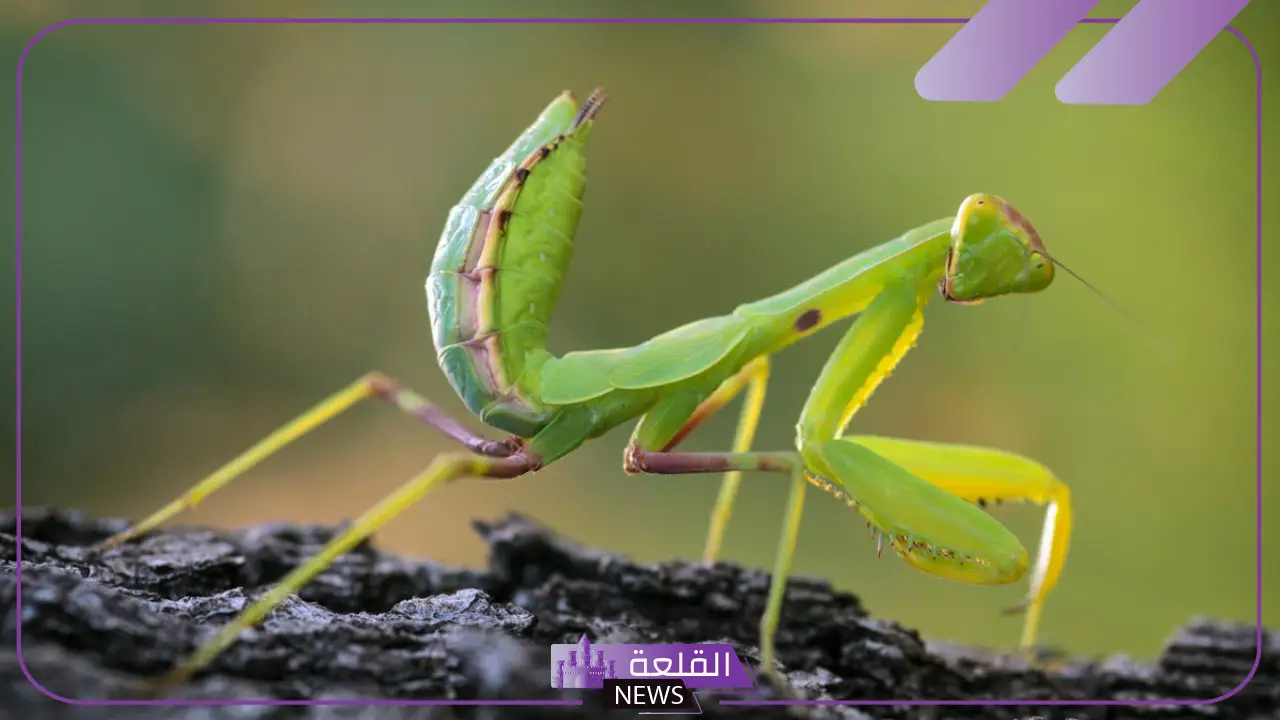 تفسير حلم رؤية فرس النبي في المنام للمتزوجة والعزباء 5 رمز فرس النهر في الحلم
