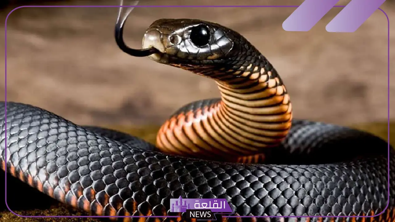 أنهى حياته في لحظة.. قصة وفاة طفل بعدما لدغة ثعبان الصل الأسود بوادي أشحط في الباحة 5 ثعبان الصل الاسود يقتل طفل في الباحة