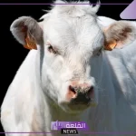 تفسير حلم رؤية العجل في المنام لابن سيرين للمتزوجة والعزباء