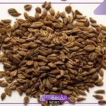 تجربتي مع بذرة الخلة البلدي لعلاج الحصوات