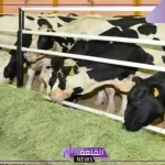 وزارة الزراعة.. بدء صرف دعم المواشي رسميًا في هذا التوقيت