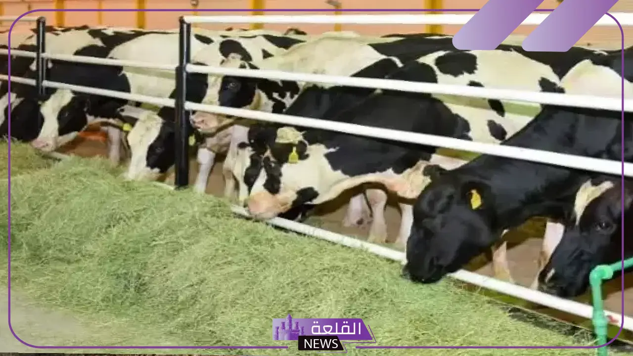 وزارة الزراعة.. بدء صرف دعم المواشي رسميًا في هذا التوقيت