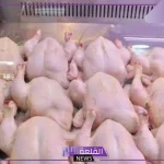بأسعار رائعة.. وزارة التموين توفر كميات كبيرة من الدواجن المجمدة في الجمعيات بأسعار اقتصادية