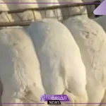 بعد نجاحه في جدة.. تطبيق ذبايح ستيشن يوسع خدماته إلى الرياض