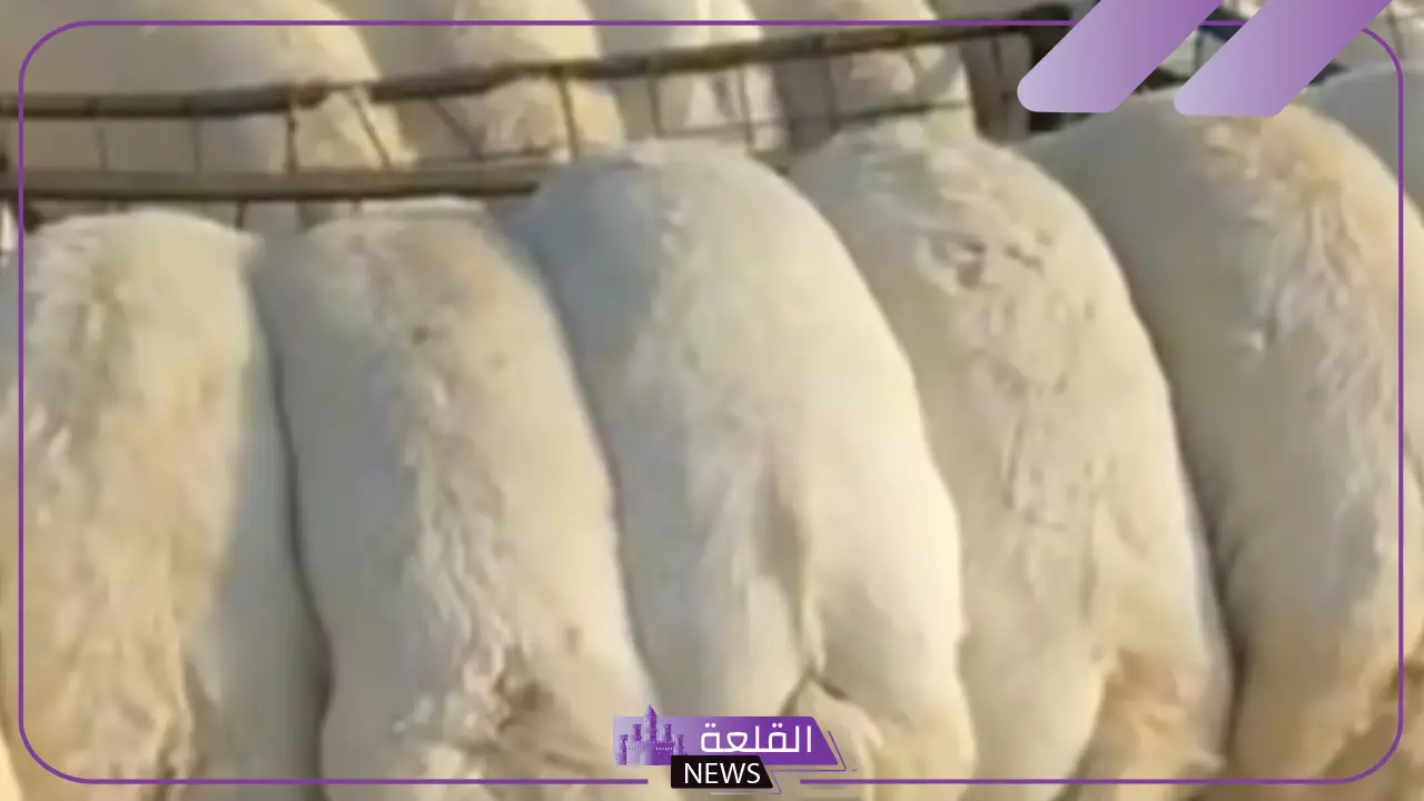 بعد نجاحه في جدة.. تطبيق ذبايح ستيشن يوسع خدماته إلى الرياض