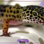 تفسير حلم البرص في المنام لابن سيرين للعزباء والمتزوجة