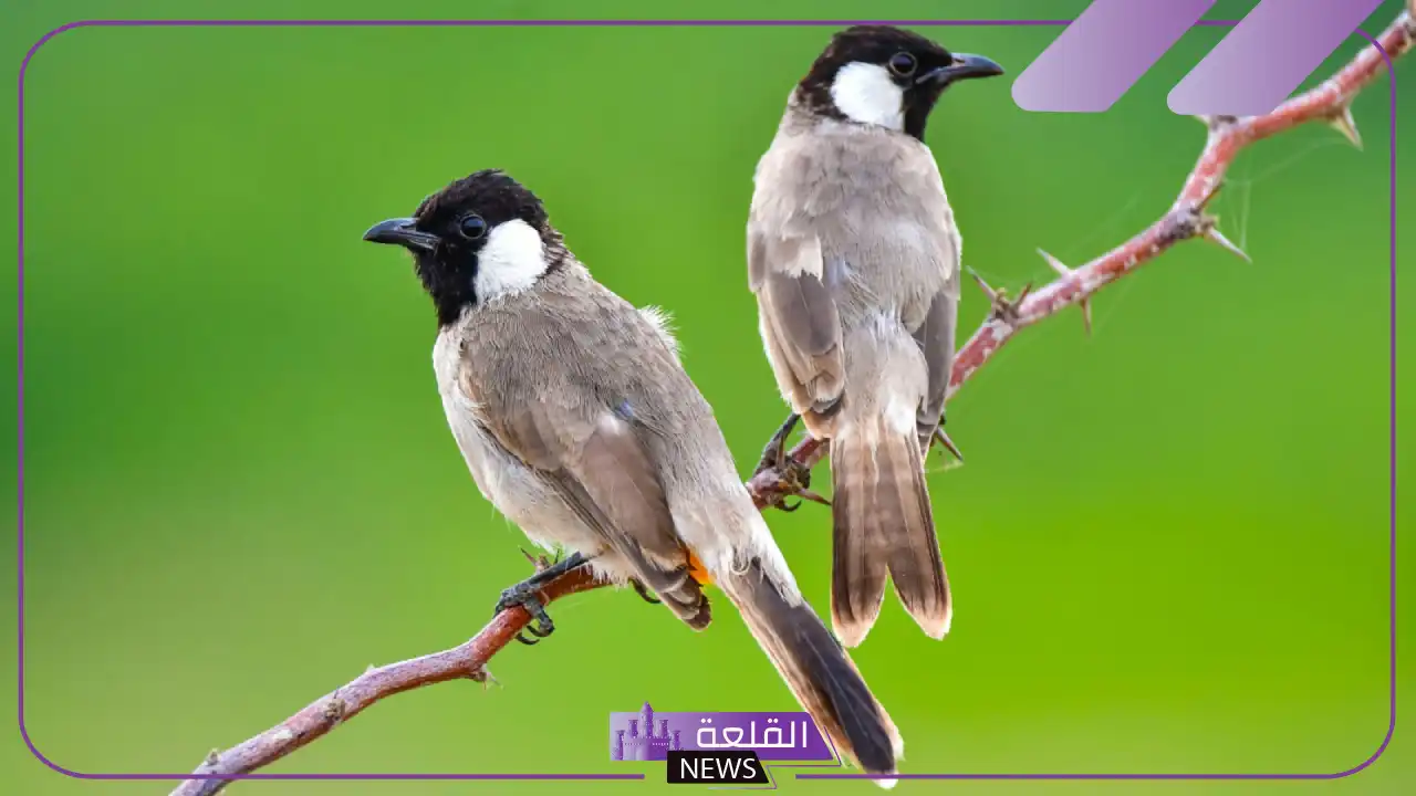 تفسير رؤية البلبل في المنام لابن سيرين للعزباء والمتزوجة 5 رؤية مسك البلبل في المنام
