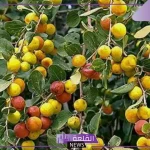 تفسير حلم رؤية السدر في المنام لابن سيرين والنابلسي