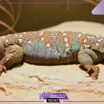 تفسير حلم رؤية الضب في المنام لابن سيرين وأكله