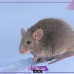 تفسير قتل الفئران في المنام داخل البيت لابن سيرين للعزباء