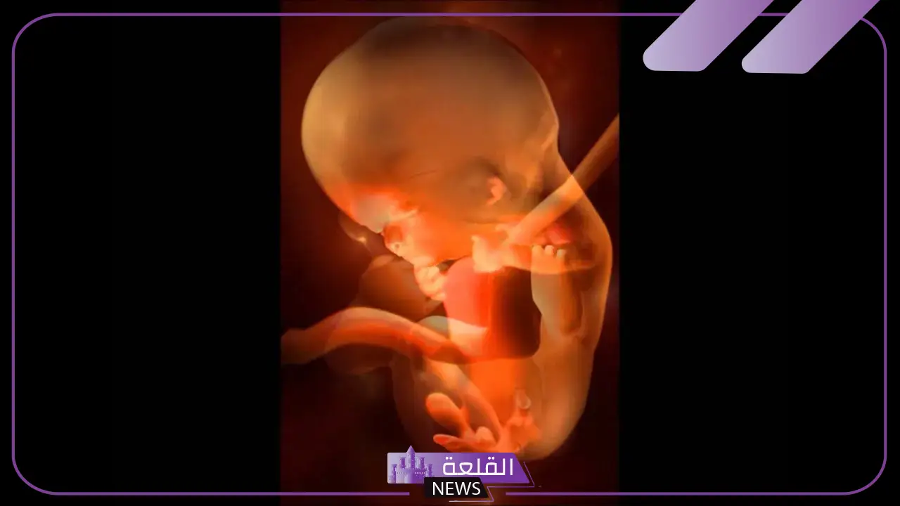 تفسير حلم رؤية حركة الجنين في البطن للحامل في المنام لابن سيرين 6 حركة الجنين للمتزوجة