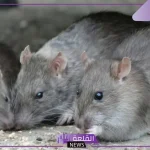 تفسير قتل الفئران في المنام لابن سيرين والتحذيرات للعزباء