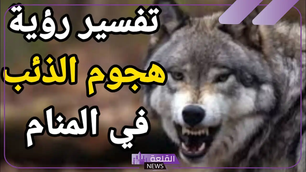 تفسير حلم رؤية هجوم الذئب في المنام لابن سيرين للعزباء 6 تفسير رؤية الذئب