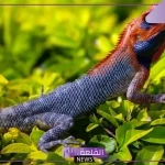 تفسير حلم رؤيه الحرباء في المنام للعزباء لابن سيرين