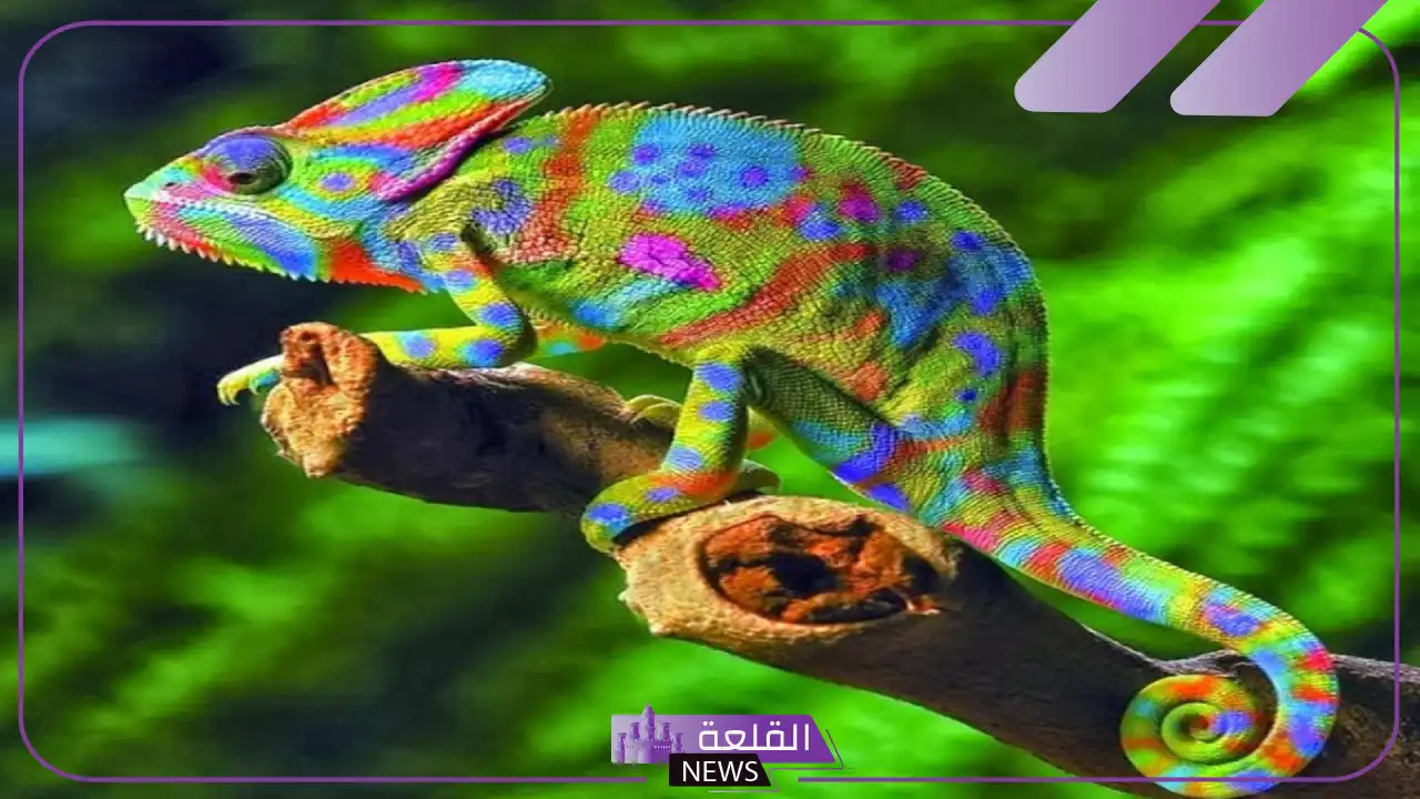 تفسير حلم رؤيه الحرباء في المنام للعزباء لابن سيرين تفسير حلم رؤيه الحرباء في المنام للعزباء لابن سيرين
