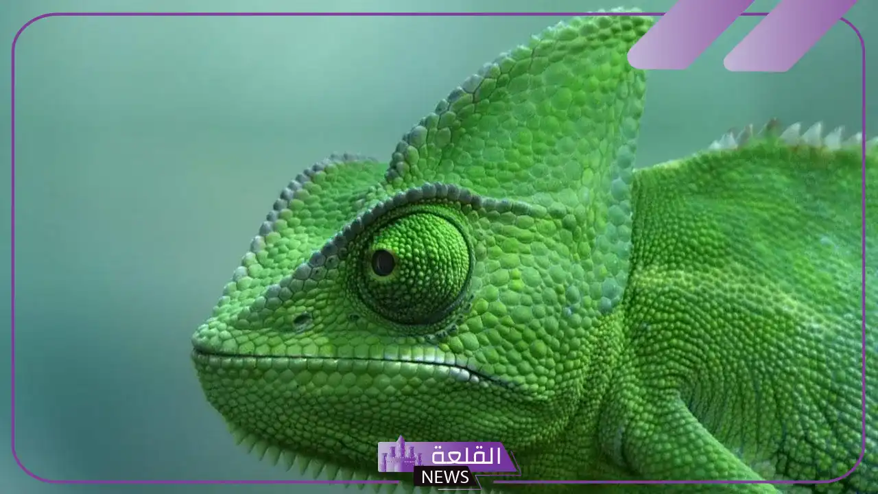 تفسير حلم رؤيه الحرباء في المنام للعزباء لابن سيرين تفسير حلم رؤيه الحرباء في المنام للعزباء لابن سيرين