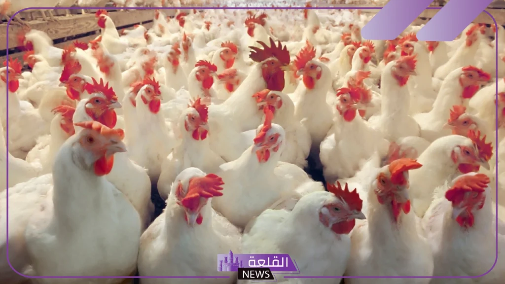 بورصة الدواجن.. أسعار البيض البلدي والفراخ البيضاء اليوم الأحد 3 نوفمبر 2024 في الأسواق 5 البيض اليوم في السوق المصرية
