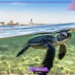 رسميًا.. السعودية تعلن اكتشاف أكبر موقع لتعشيش السلاحف البحرية في البحر الأحمر