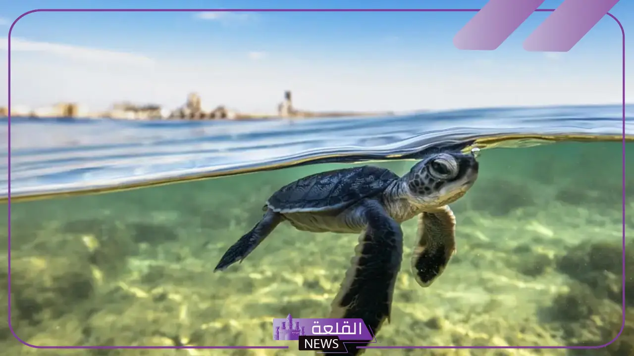 رسميًا.. السعودية تعلن اكتشاف أكبر موقع لتعشيش السلاحف البحرية في البحر الأحمر 20 رسميًا.. السعودية تعلن اكتشاف أكبر موقع لتعشيش السلاحف البحرية في البحر الأحمر